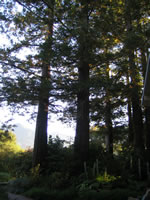 redwoods
